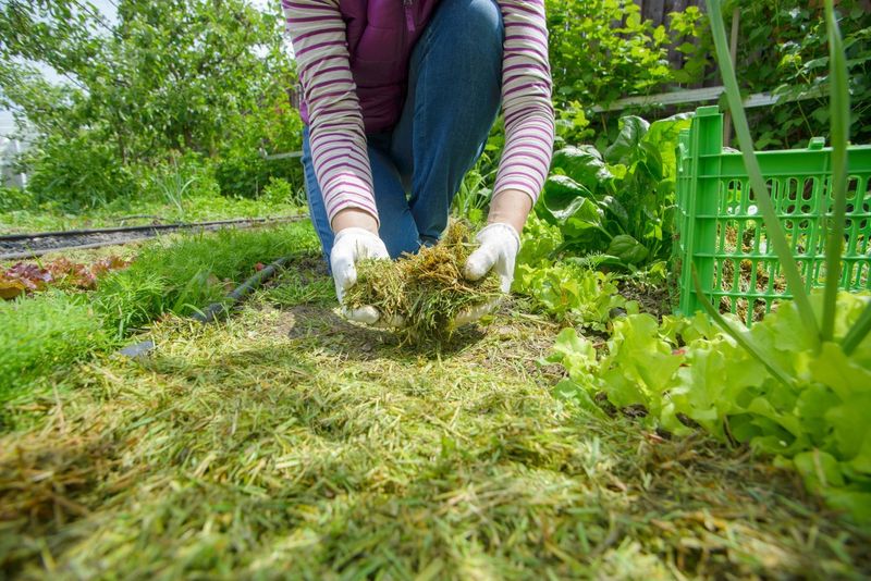 Grass Clippings for Mulch