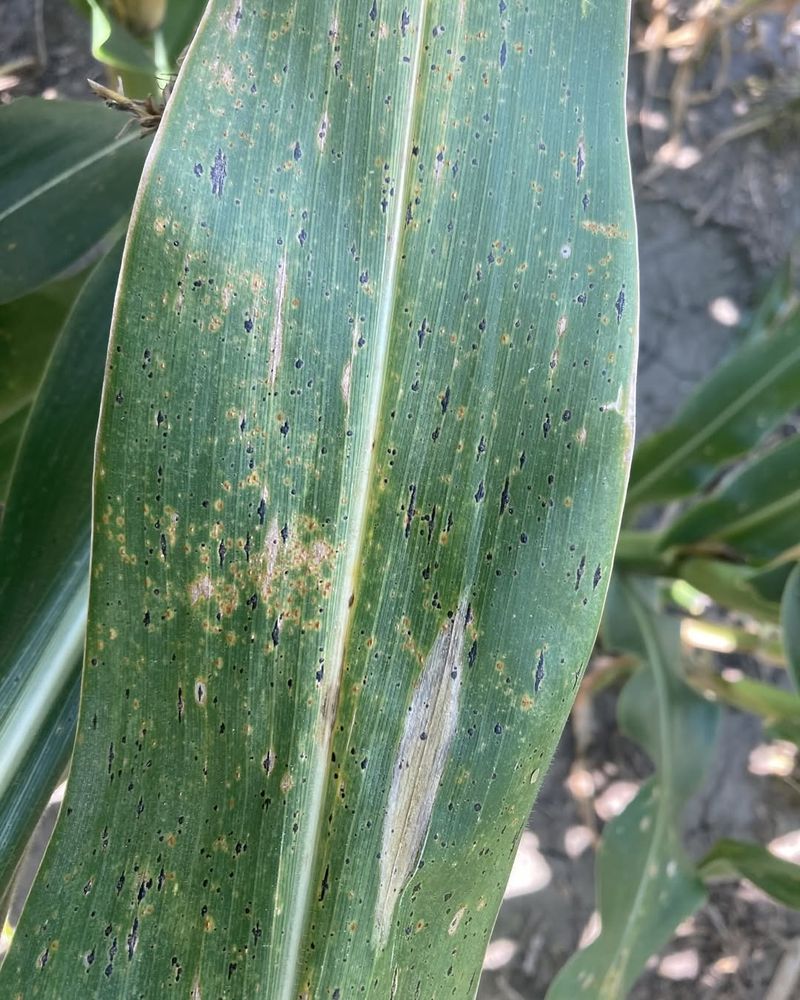 Gray Leaf Spot