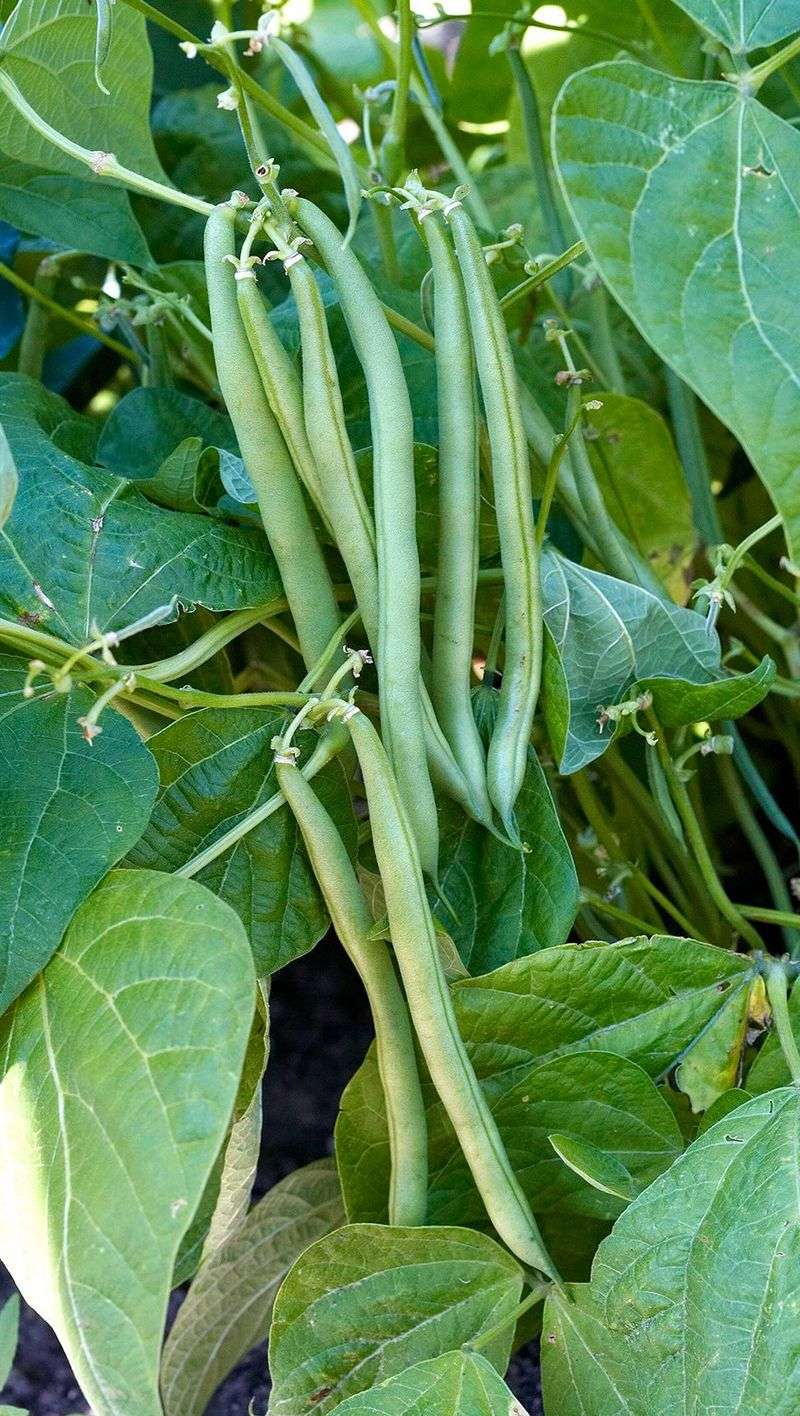 Green Beans