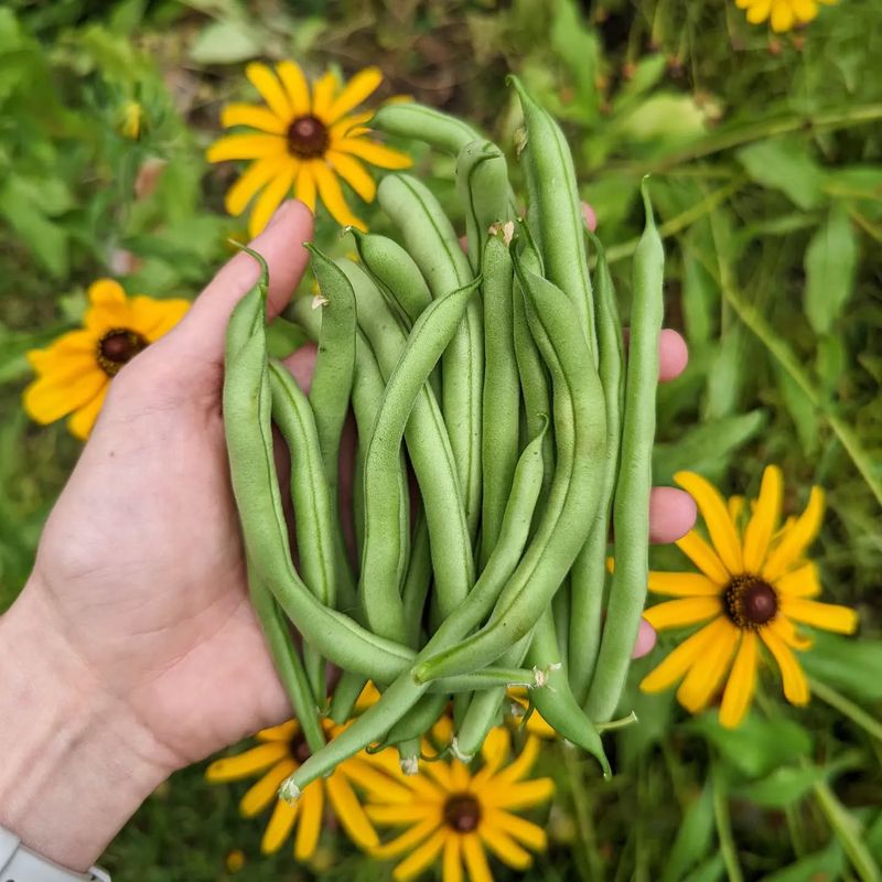 Green Beans
