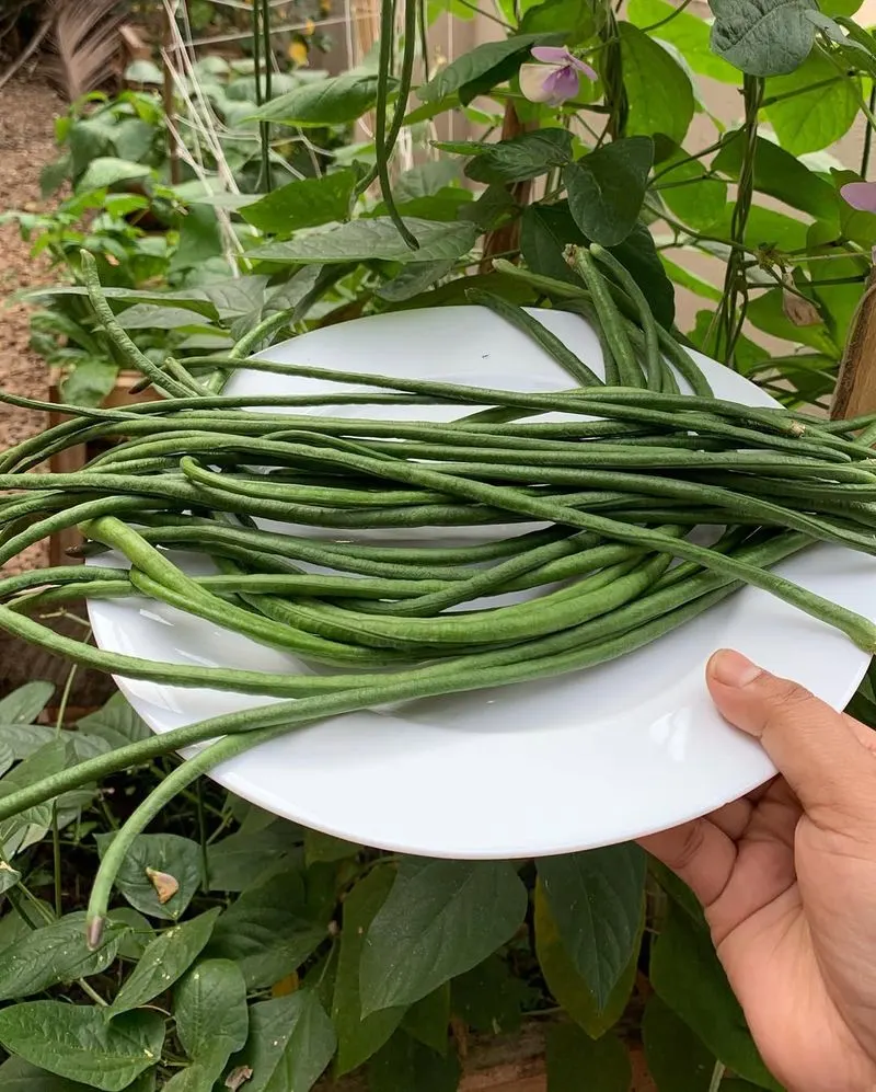 Green Beans
