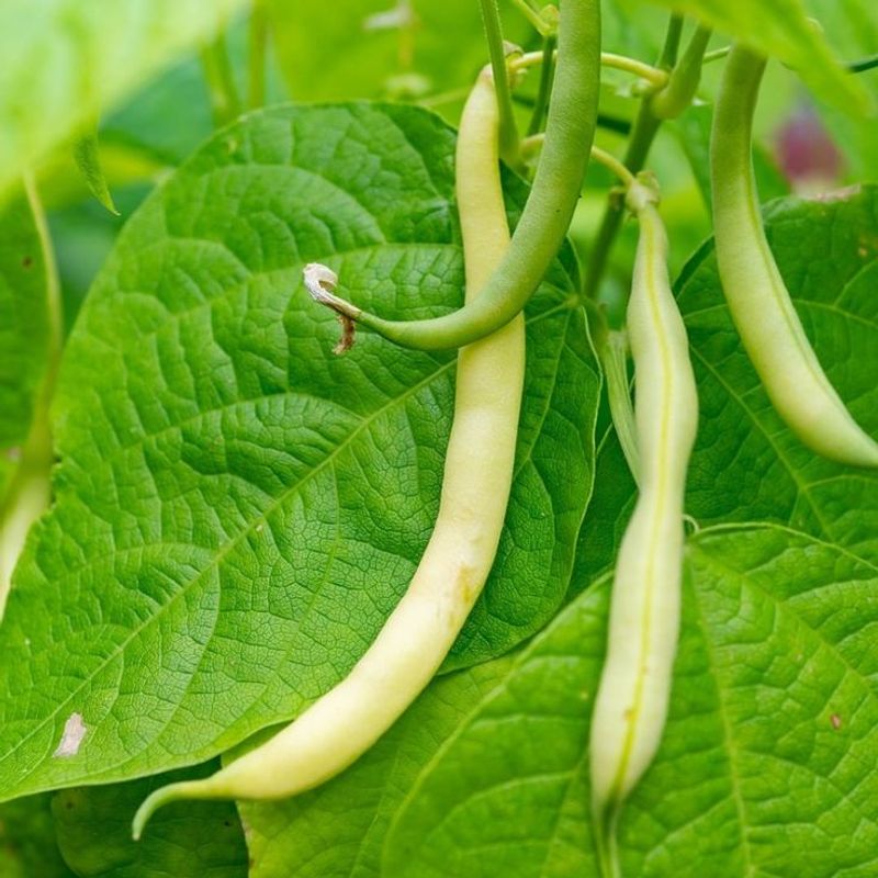 Green Beans
