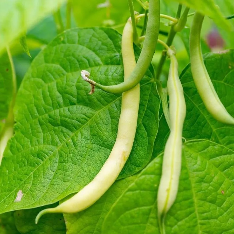 Green Beans
