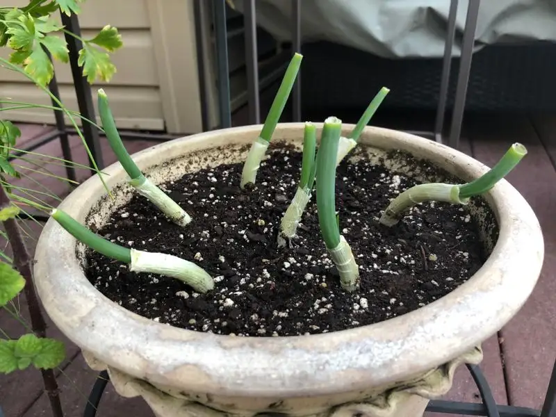 Green Onion Stubs