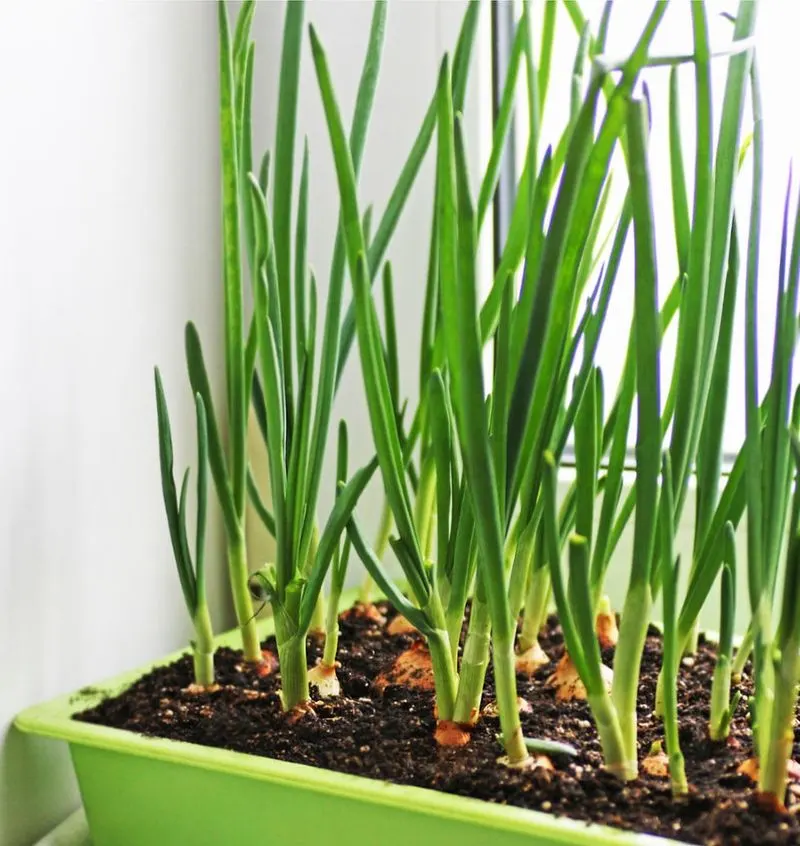 Green Onions