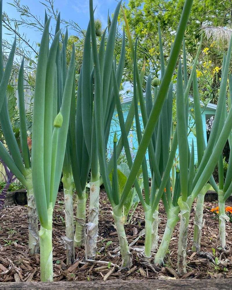 Green Onions