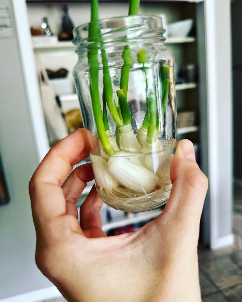 Green Onions