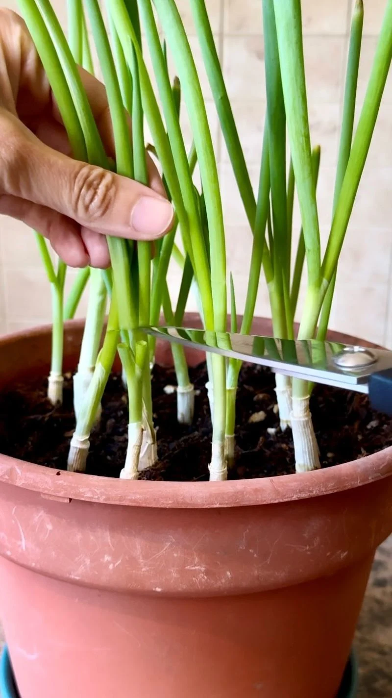 Green Onions