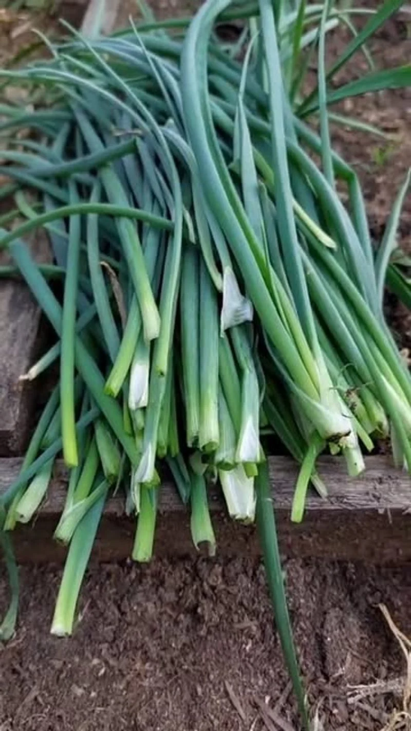 Green Onions