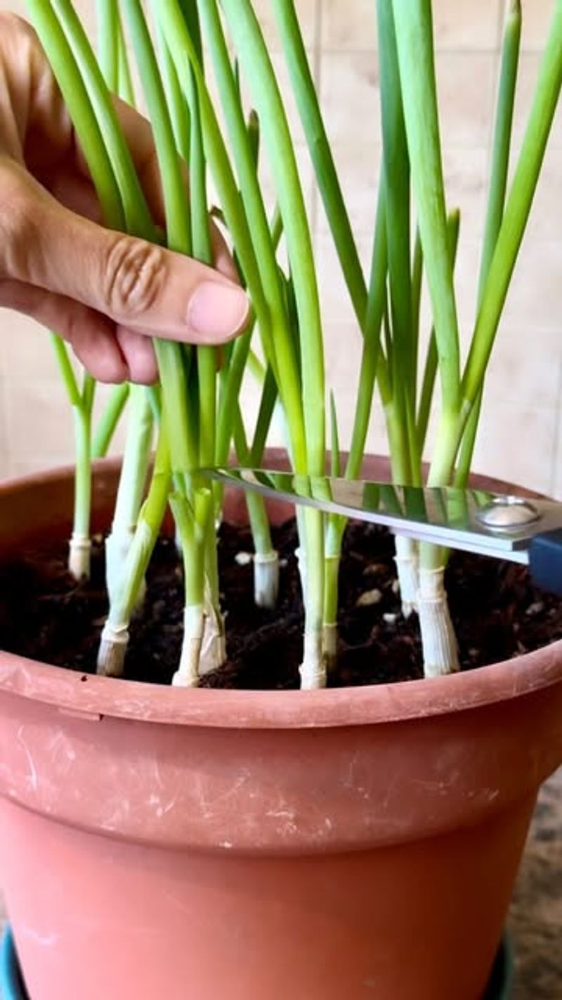 Green Onions