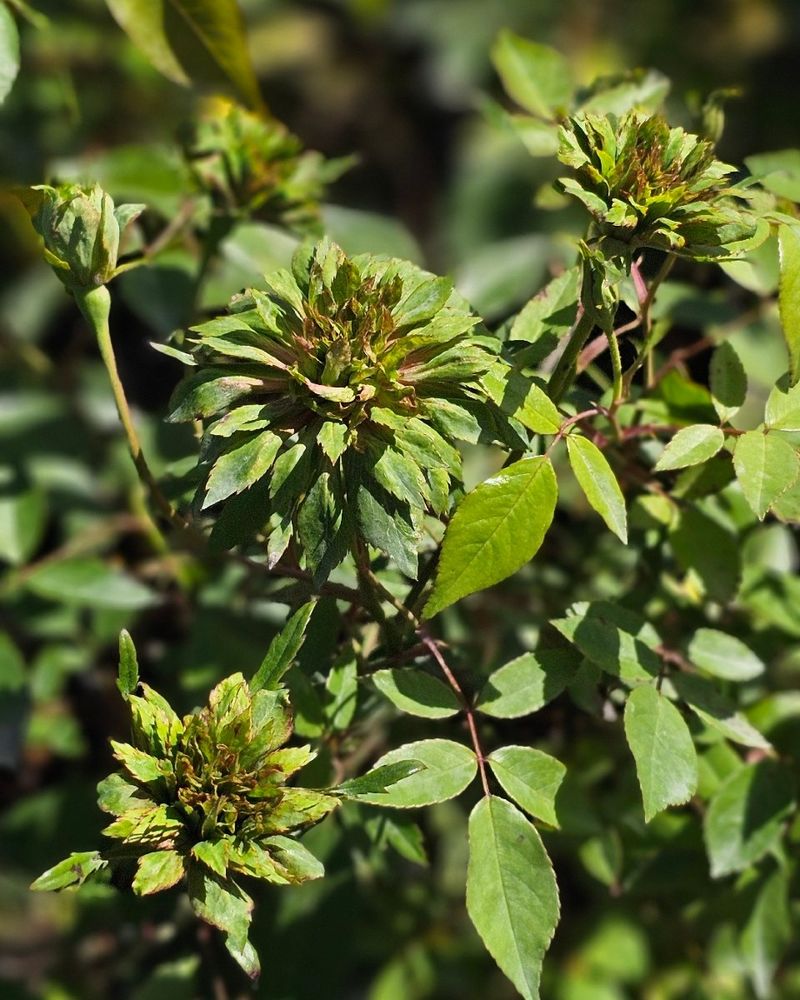 Green Rose (Rosa chinensis viridiflora)