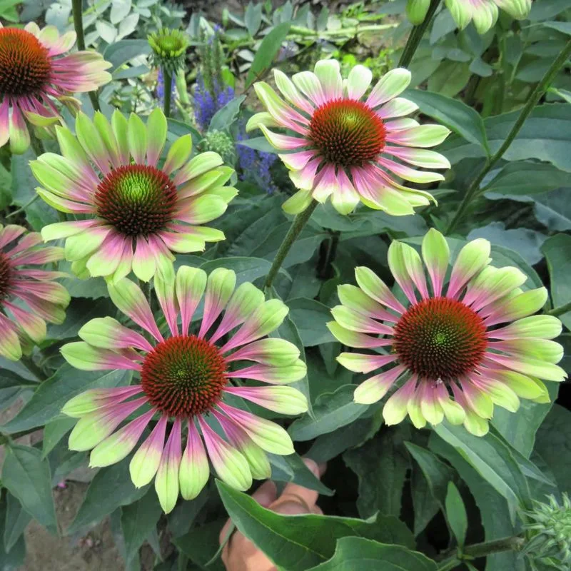 Green Twister Coneflower