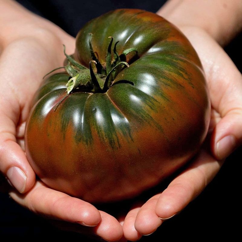 Black Krim