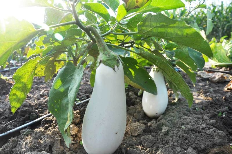White Eggplant