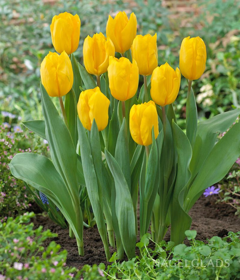 Green and Yellow: Natural Radiance