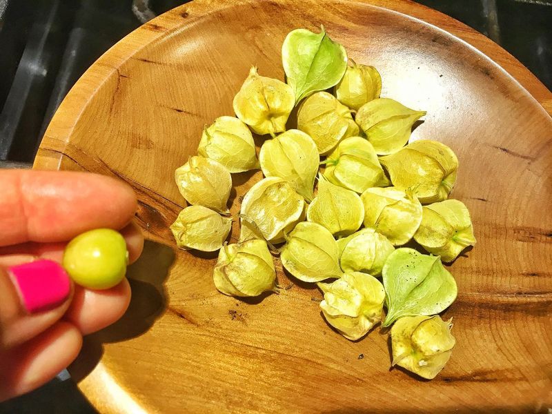 Ground Cherry (Physalis pruinosa)