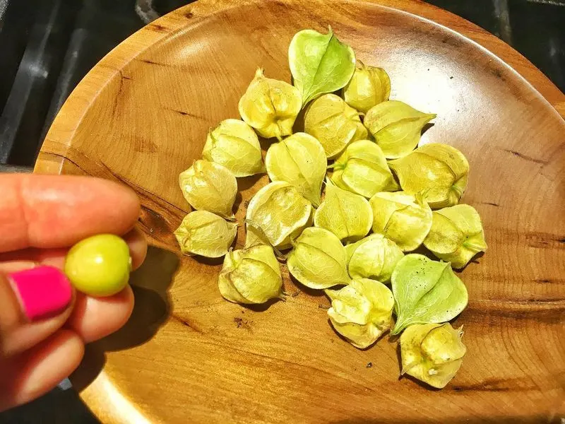 Ground Cherry (Physalis pruinosa)