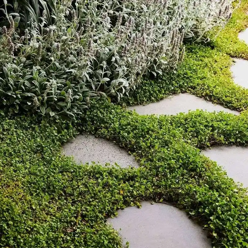Ground Covers