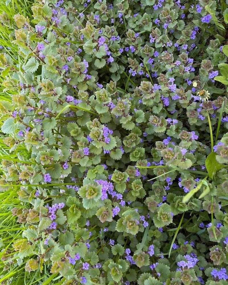 Ground Ivy