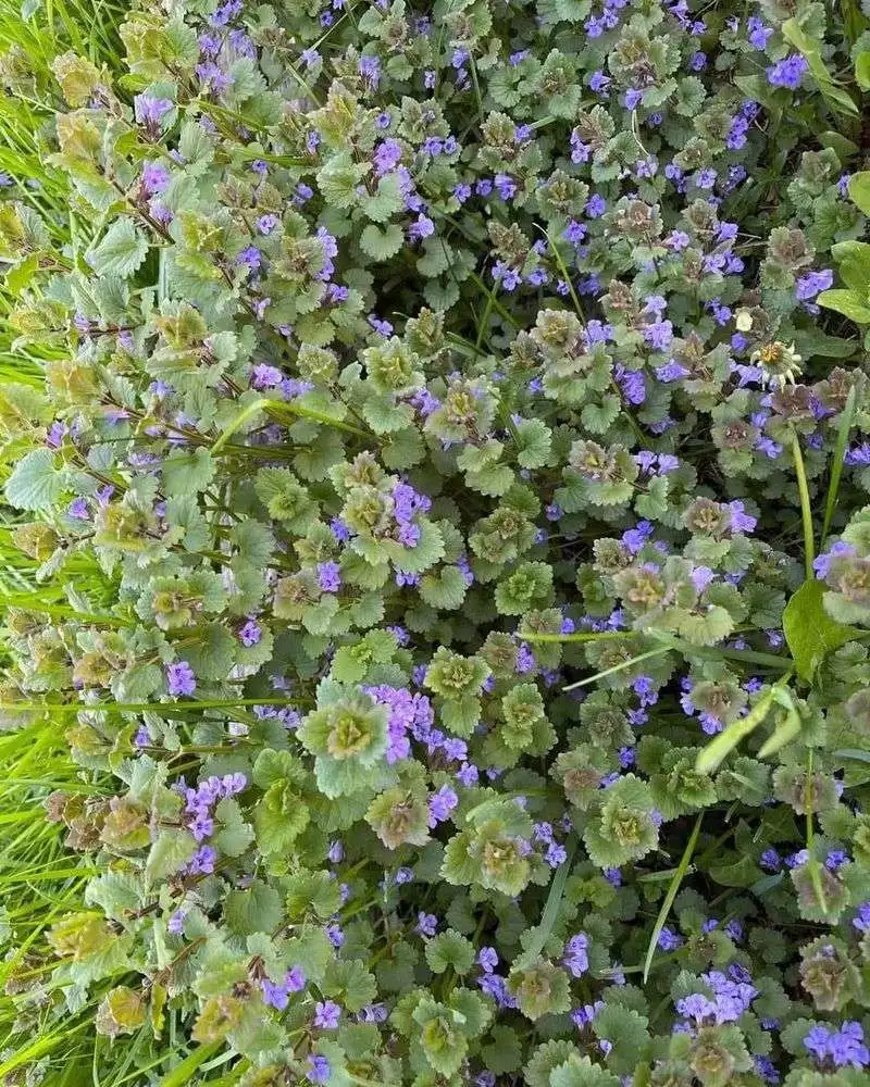 Ground Ivy