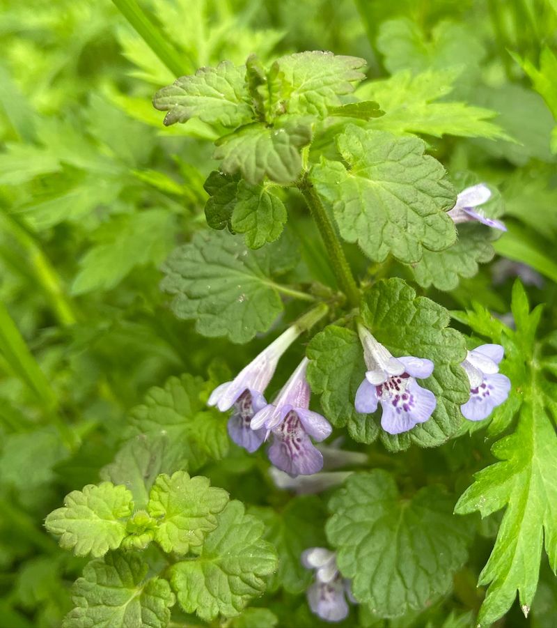 Ground Ivy