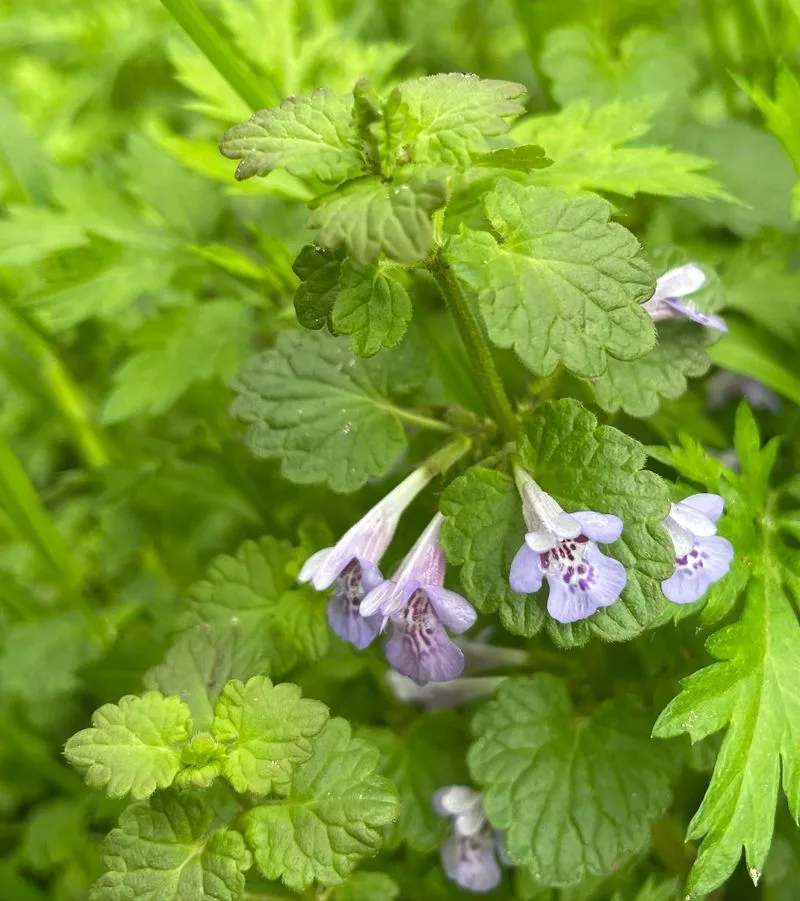 Ground Ivy
