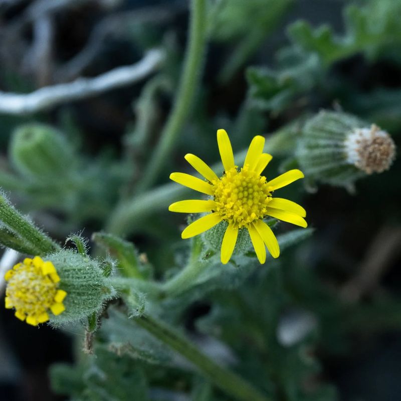 Groundsel