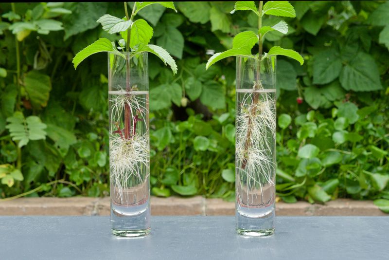 Grow Cuttings with Honey