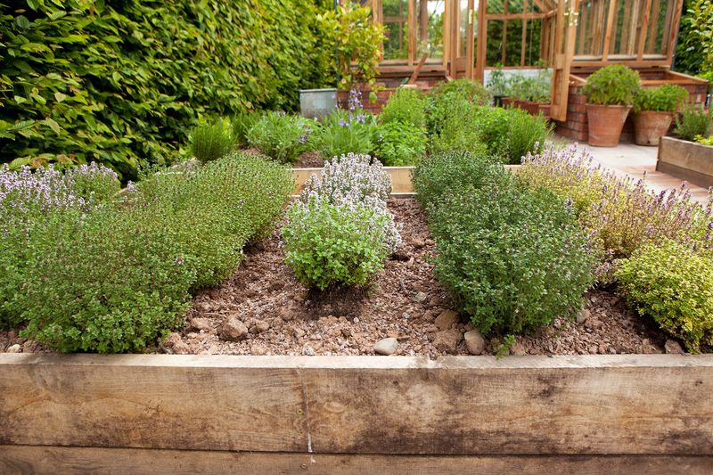 Grow Herbs