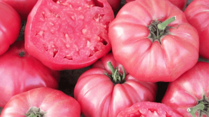 Grow Unique Heirloom Tomatoes and Taste the Difference in Every Sun-Warmed Bite