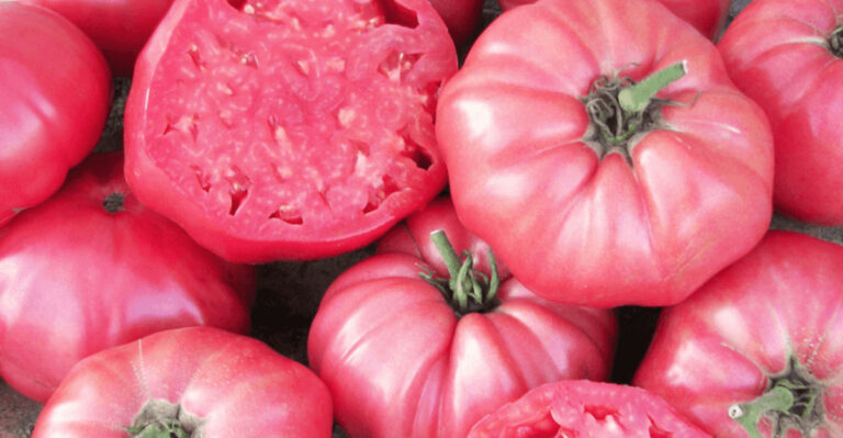 Grow Unique Heirloom Tomatoes and Taste the Difference in Every Sun-Warmed Bite