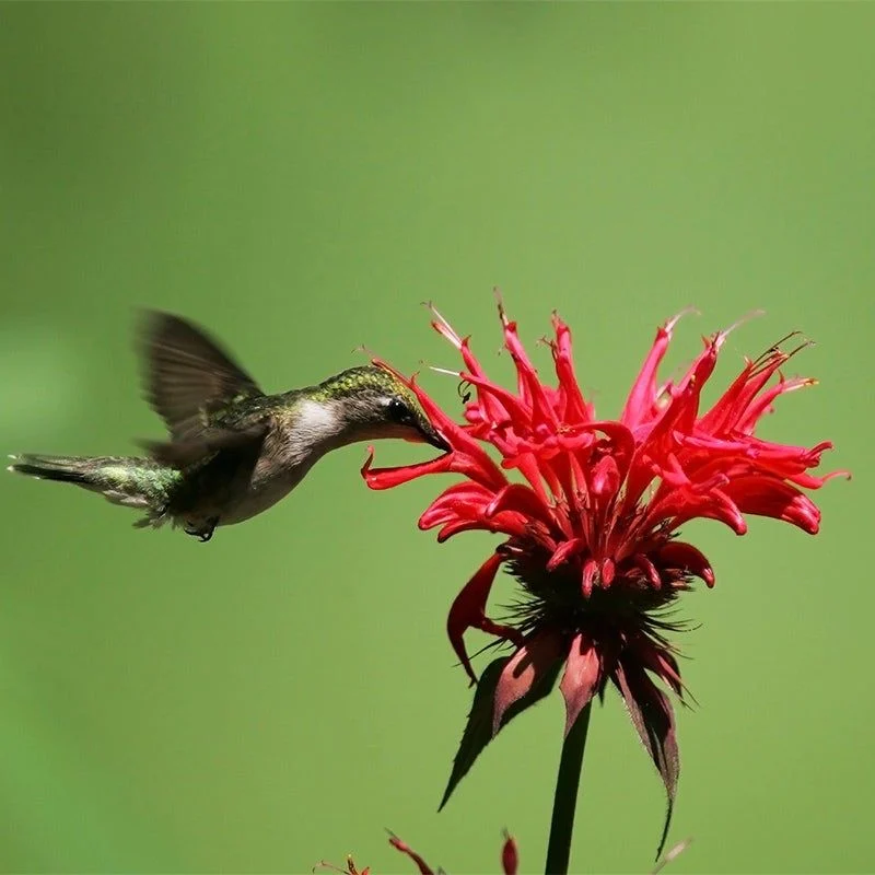 Scarlet Bee Balm