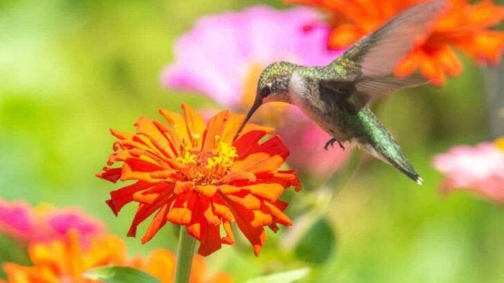 Grow Vibrant Summer Color and Attract Happy Hummingbirds This June