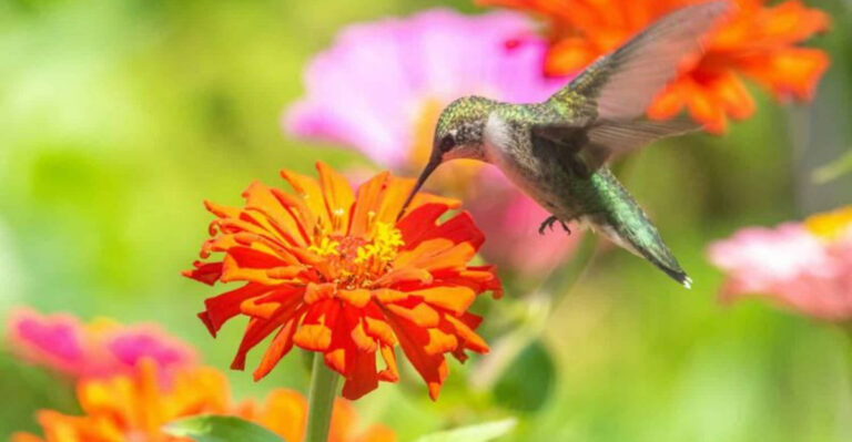 Grow Vibrant Summer Color and Attract Happy Hummingbirds This June