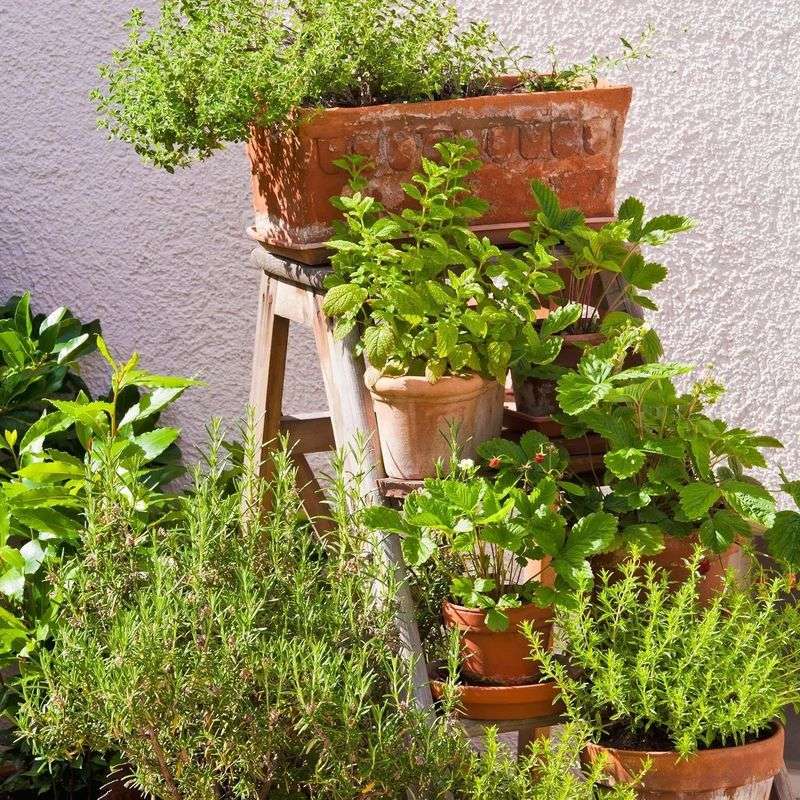 Growing Herbs and Edibles