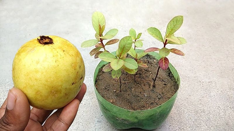 Guava