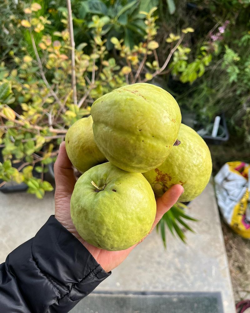 Guavas