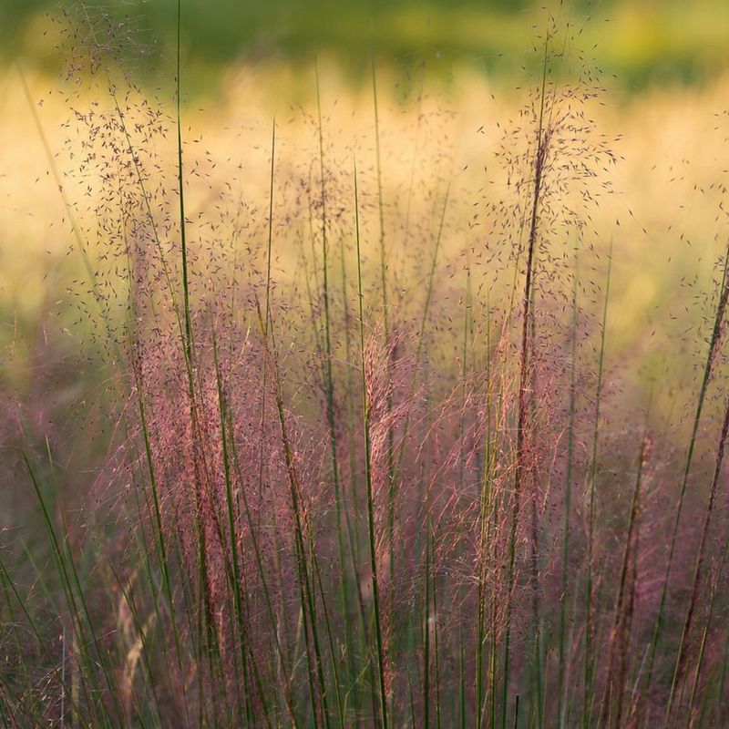 Gulf Muhly