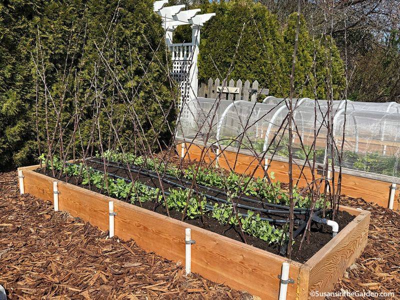 Gutter Gardens