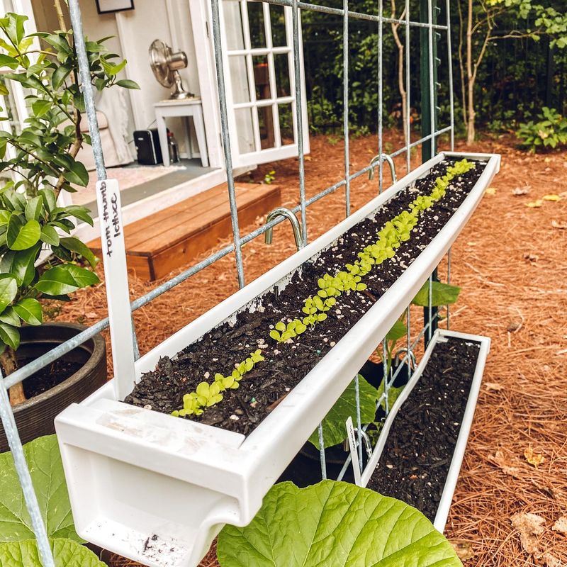 Gutter Gardens