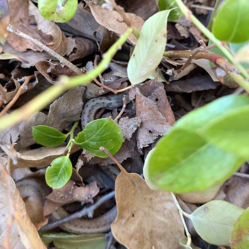Habitat for Small Mammals