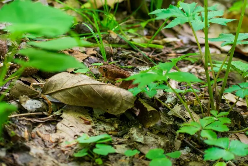 Habitat for Wildlife