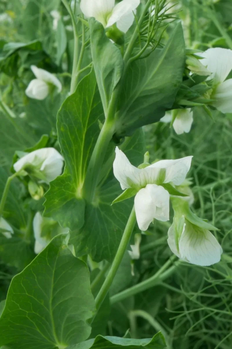 Field Peas