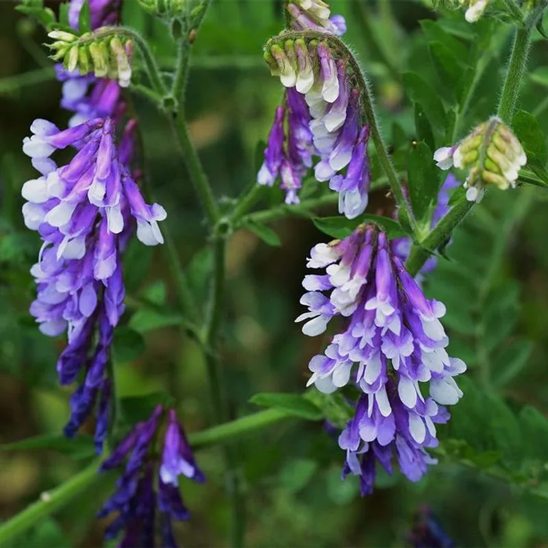 Hairy Vetch