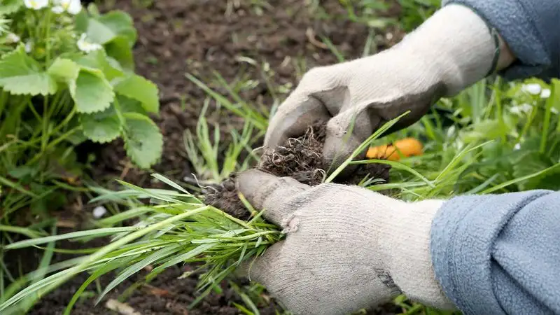Hand Pulling