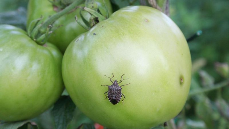 Handpicking Pests