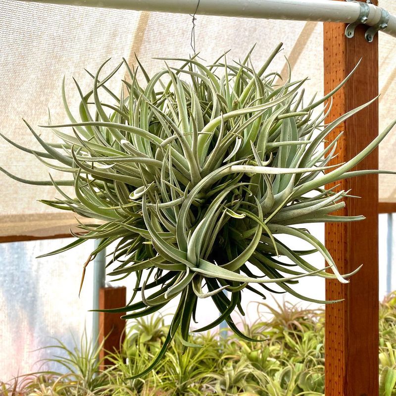 Hanging Air Plants