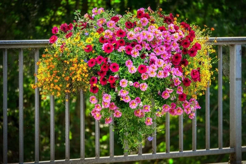 Hanging Basket Symphony