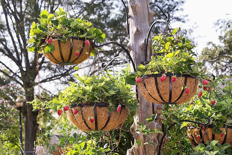 Hanging Basket Tower