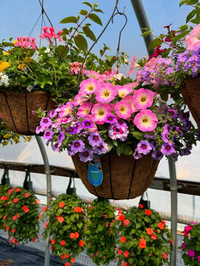 Hanging Basket of Flowers